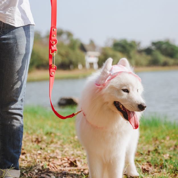 Accessories & Leashes