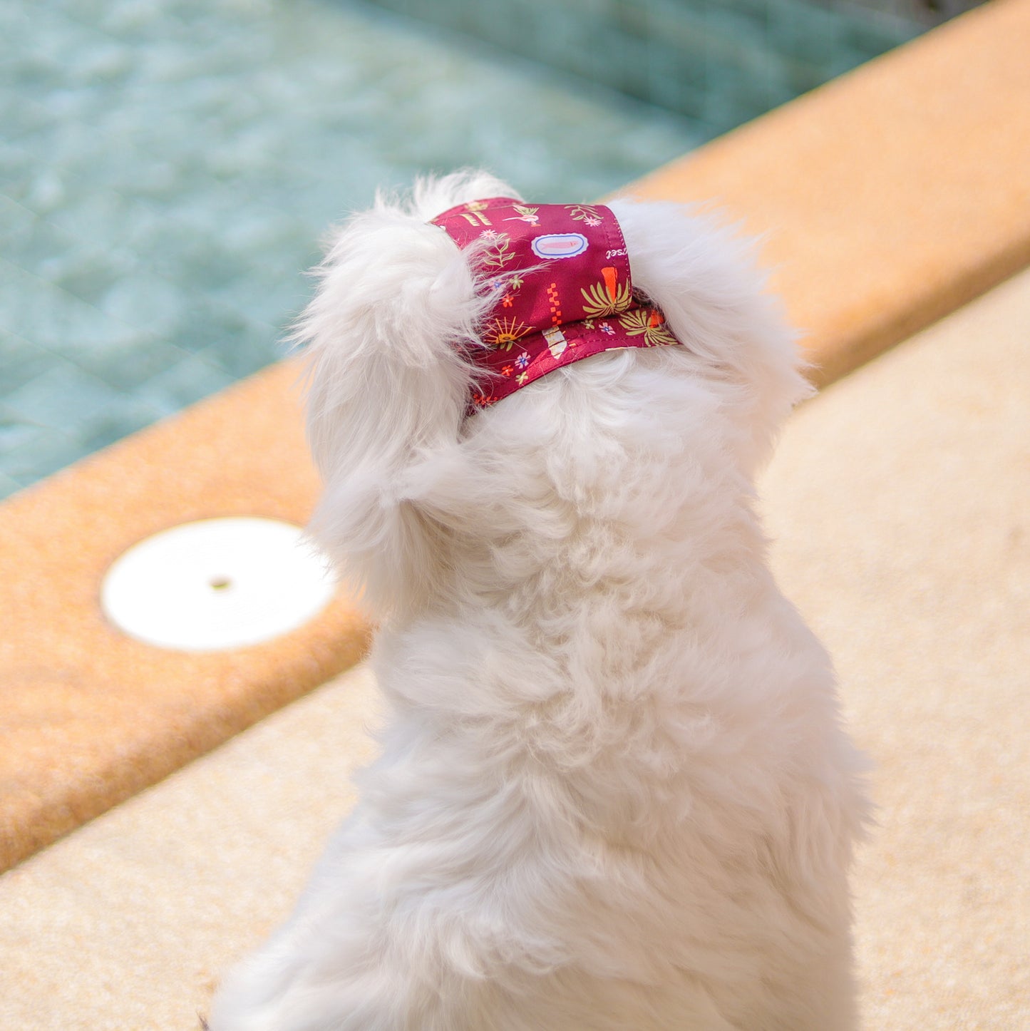 Clawset - Pet Bucket Hat (Topi Anjing & Kucing) - Aloha Summer - Maroon Red