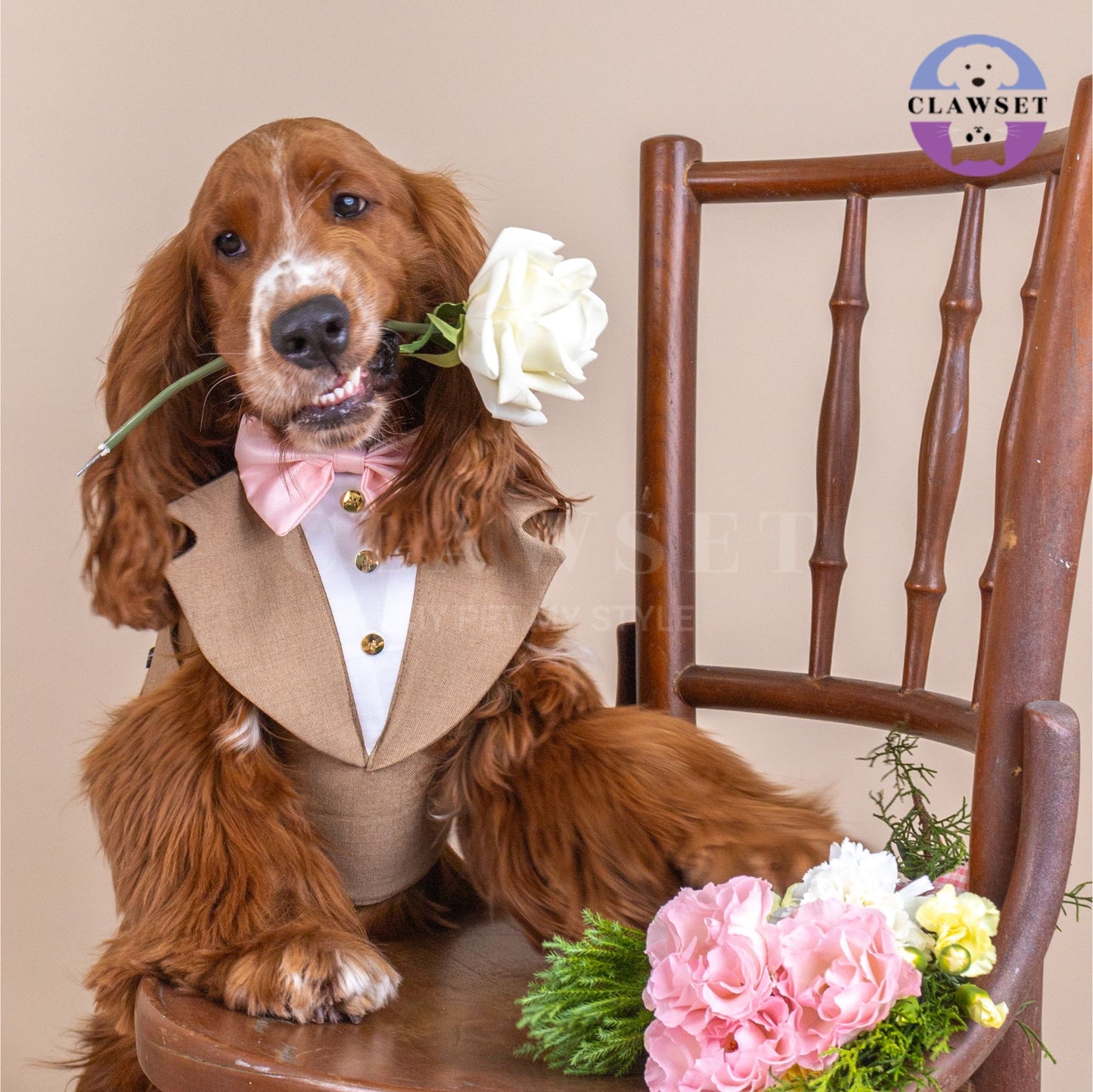 Clawset - Pet Fashion - Tuxedo Harness with Leash Set - Bride & Groom - Brown