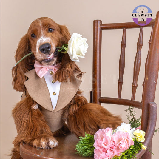 Clawset - Pet Fashion - Tuxedo Harness with Leash Set - Bride & Groom - Brown
