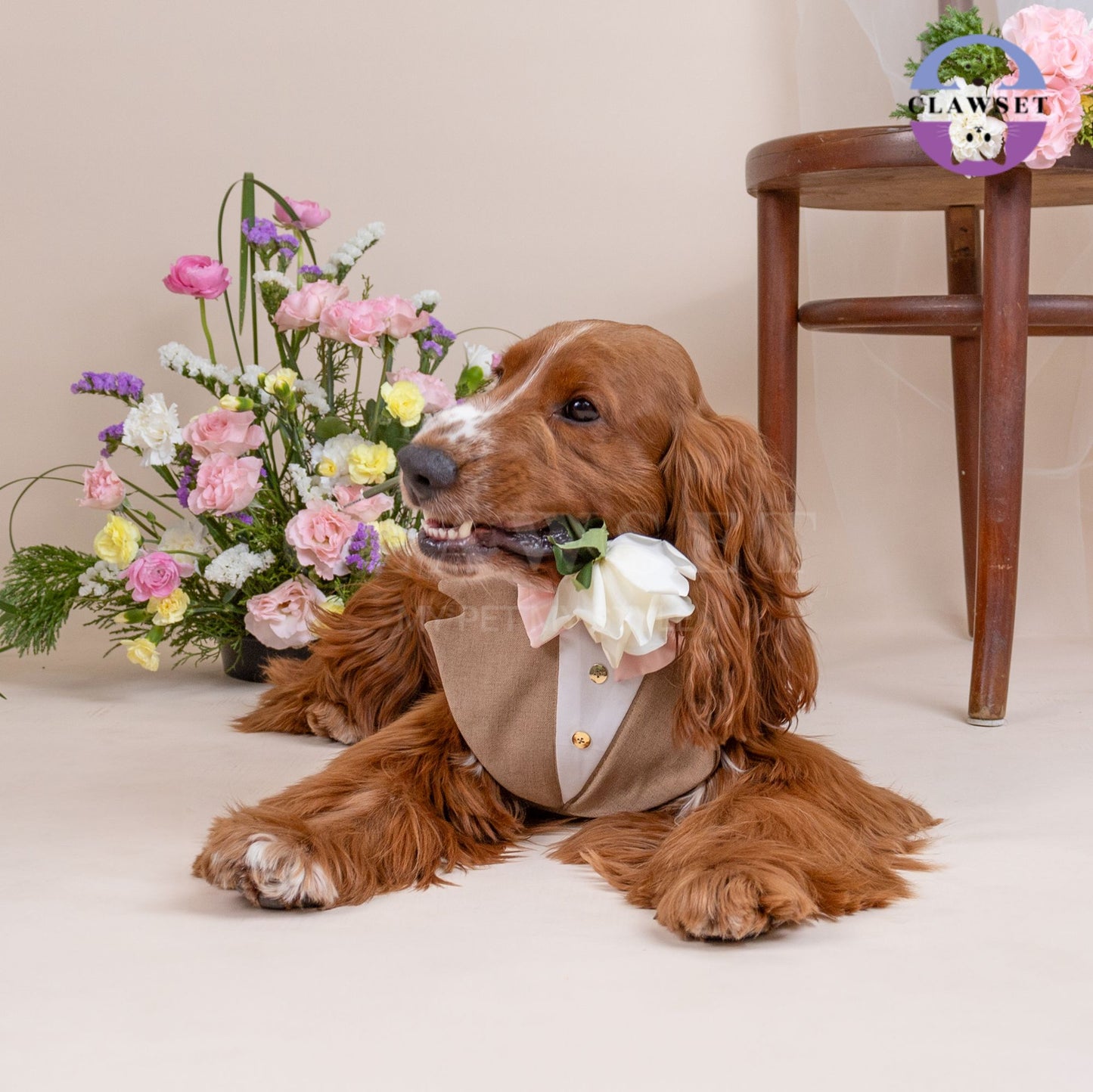 Clawset - Pet Fashion - Tuxedo Harness with Leash Set - Bride & Groom - Brown