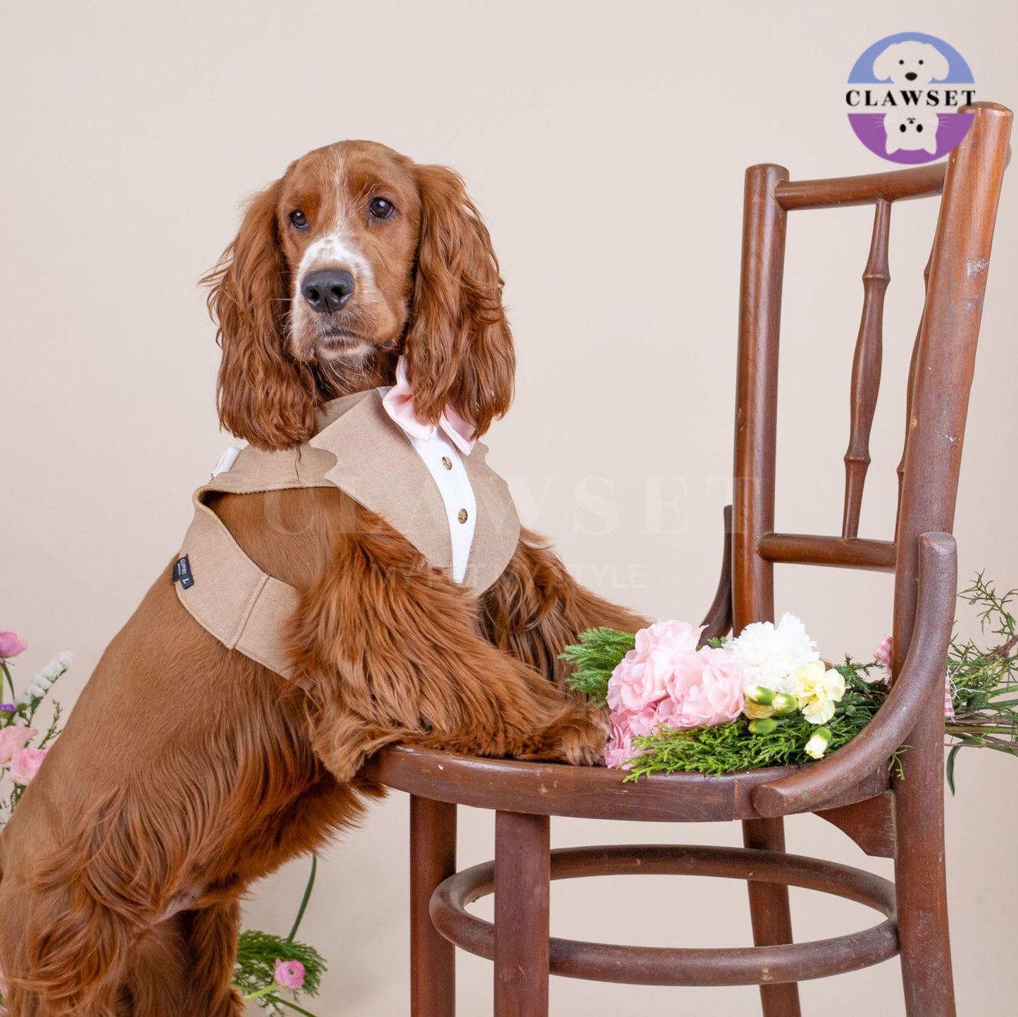 Clawset - Pet Fashion - Tuxedo Harness with Leash Set - Bride & Groom - Brown