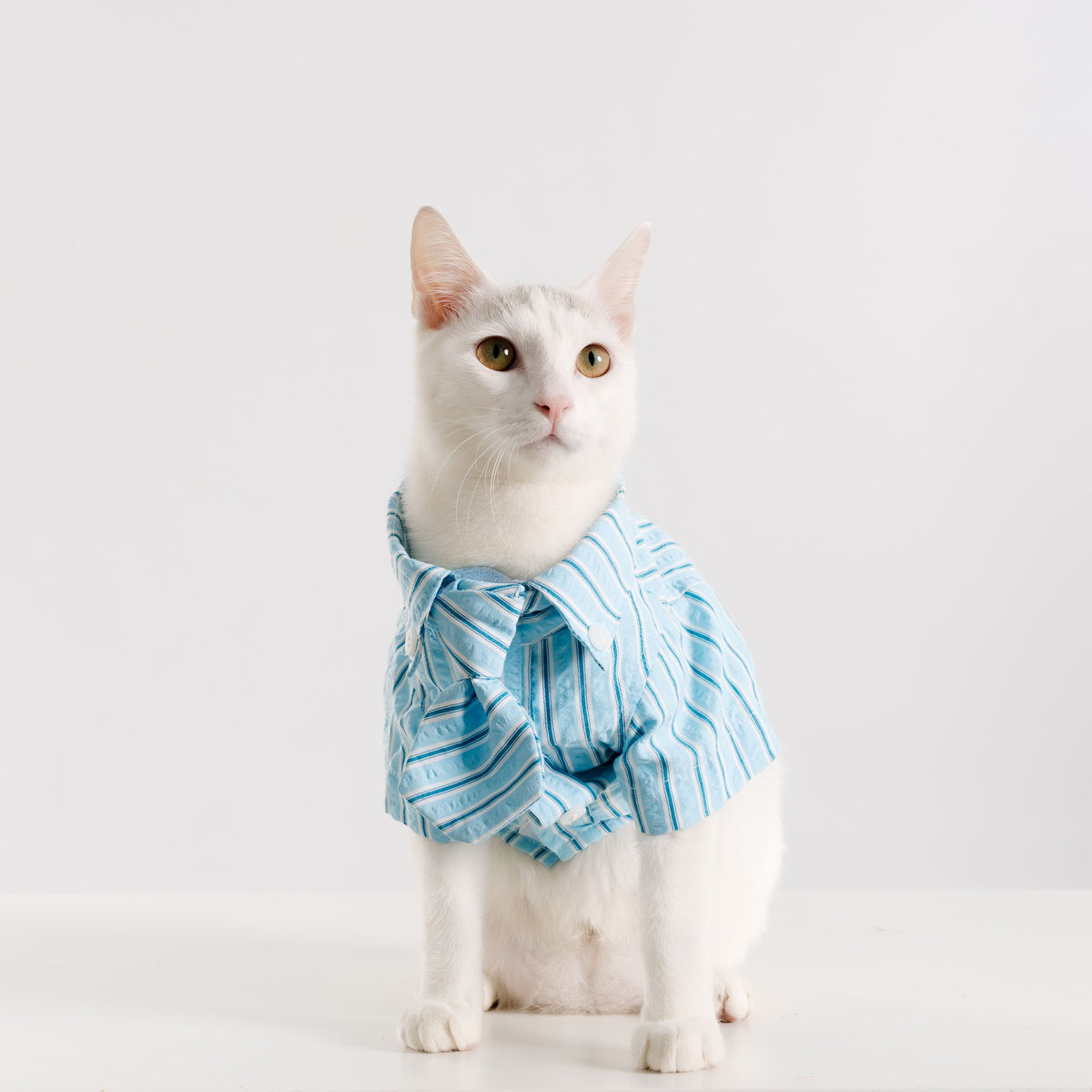 Clawset - Pet Shirt - Mini Boss - Blue