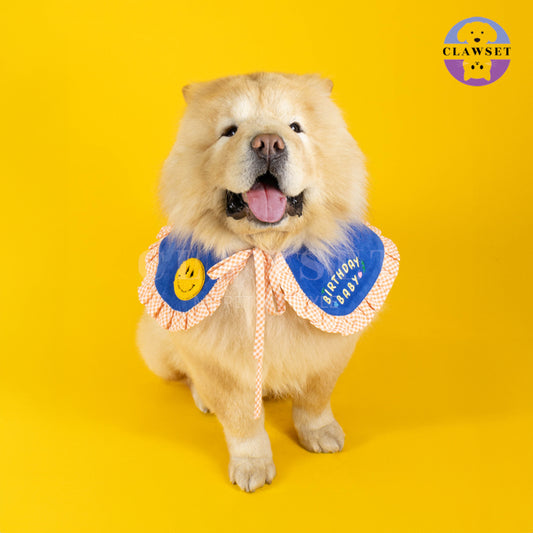 Clawset - Pet Accessories - Birthday Collar - Blue (Biru)