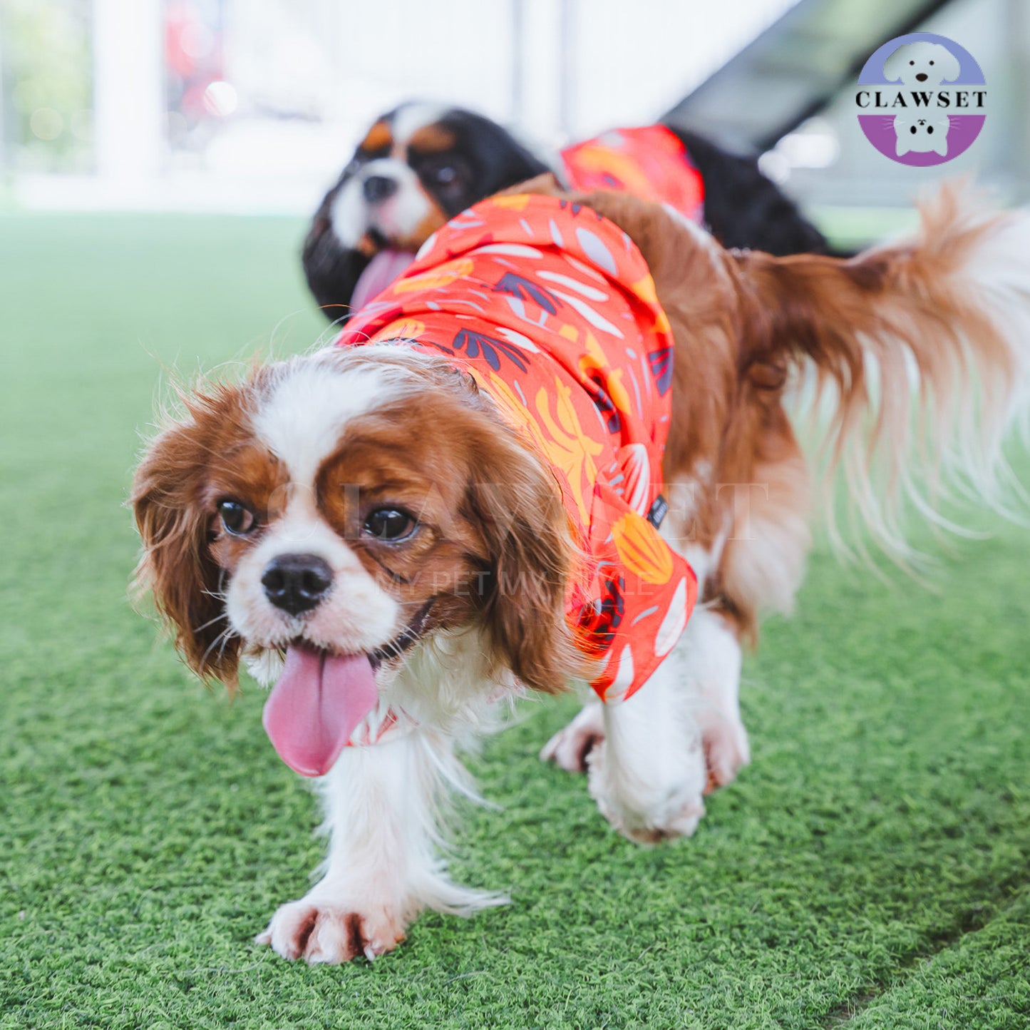 Clawset - Pet Fashion - Hawaii Happy Paradise - Orange