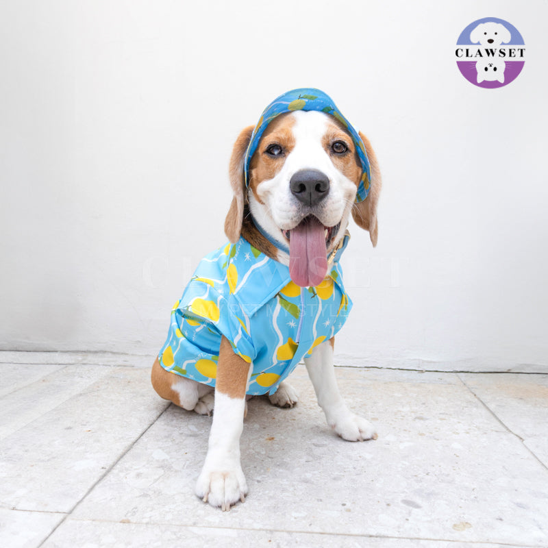 Clawset - Pet Hat - Italian Summer - Lemon Blue