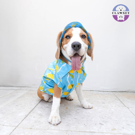 Clawset - Pet Hat - Italian Summer - Lemon Blue