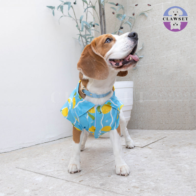 Clawset - Pet Shirt - Italian Summer - Lemon Blue