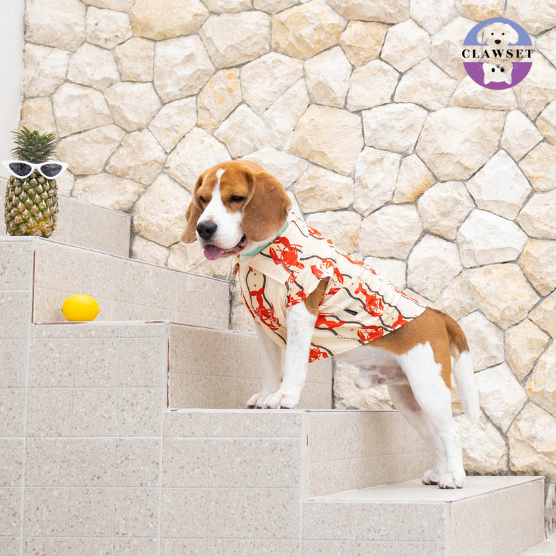 Clawset - Pet Shirt - Italian Summer - Lobster Cream