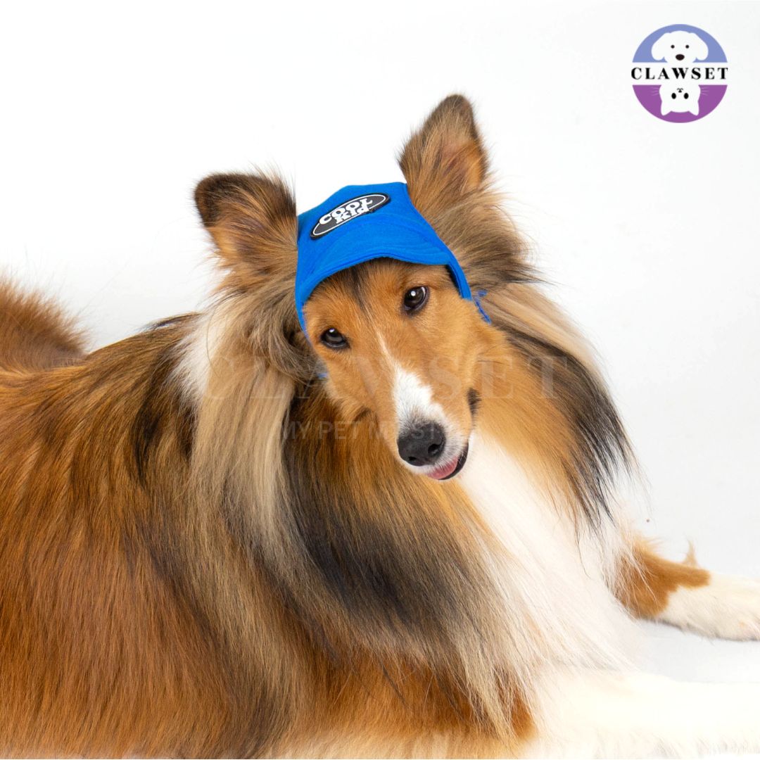 Clawset - Pet Hat (Topi Anjing & Kucing) - New Cool Kid Hat - Blue (Biru)