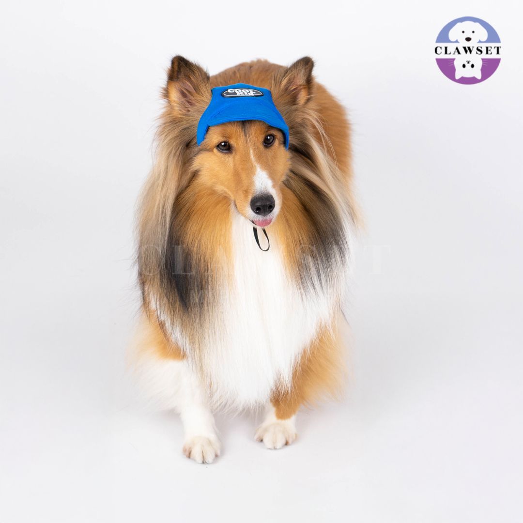 Clawset - Pet Hat (Topi Anjing & Kucing) - New Cool Kid Hat - Blue (Biru)