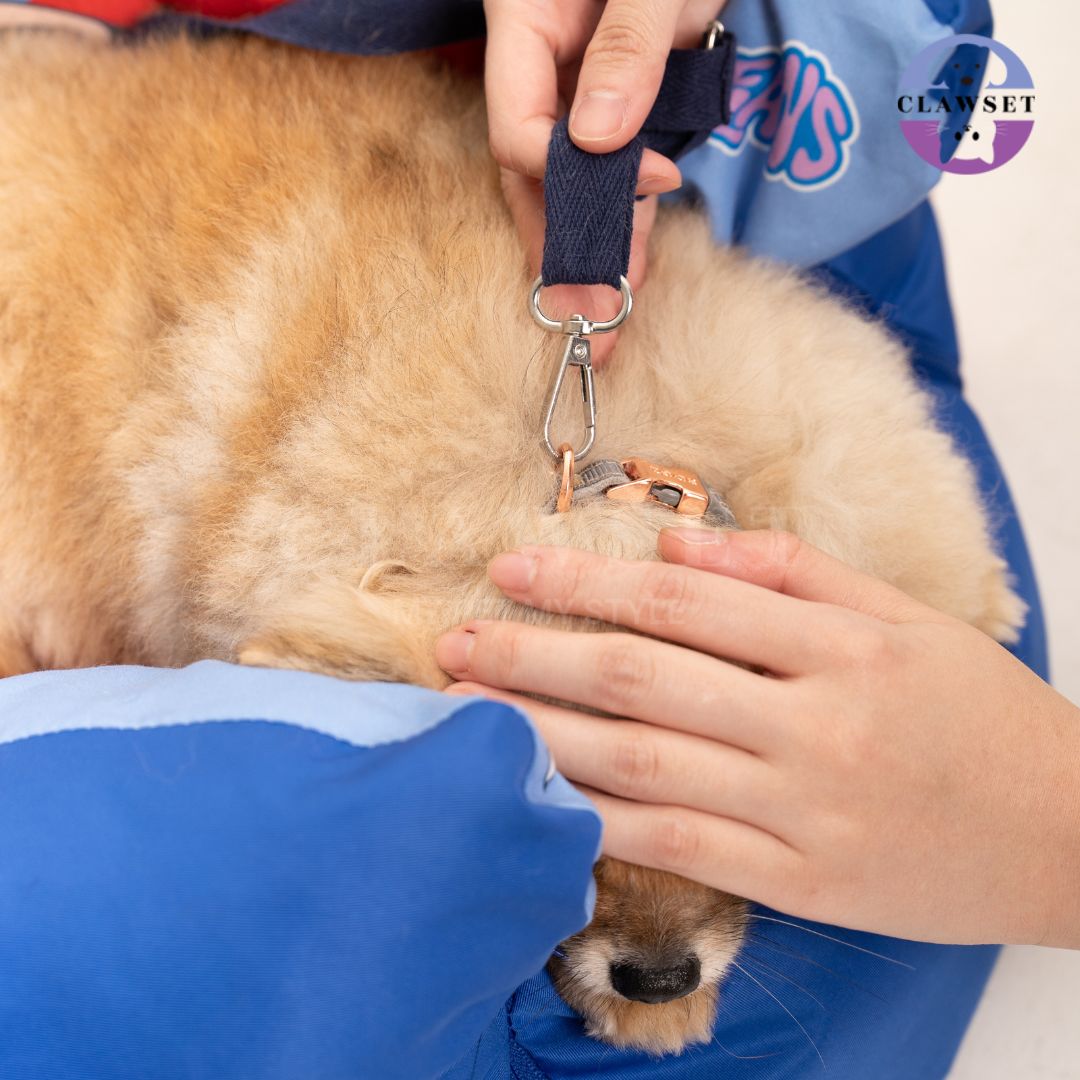 Clawset - 3 in 1 Pet Carrier (Tas Anjing & Kucing) Bag, Bed, Car Seat - Blue