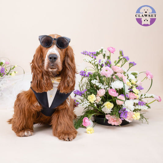 Clawset - Pet Fashion - Tuxedo Harness with Leash Set - Bride & Groom - Black