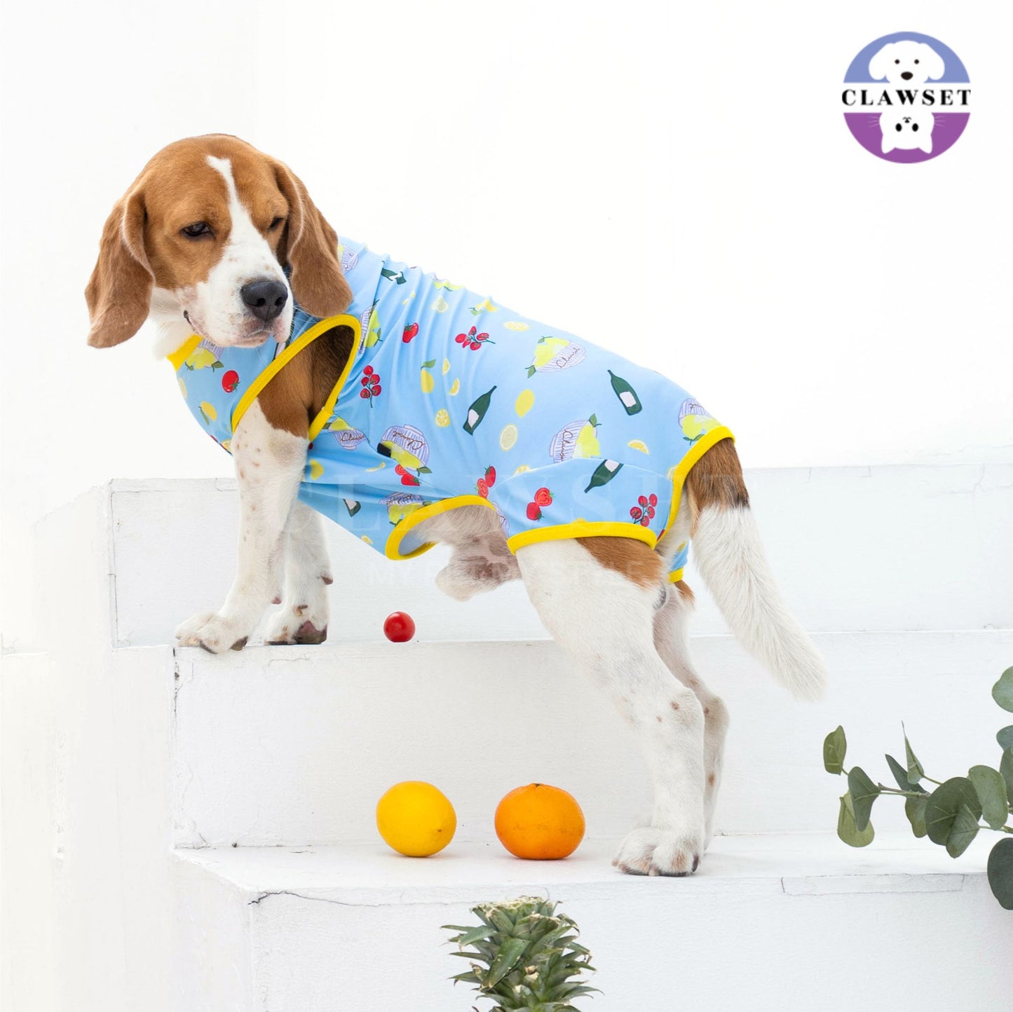Clawset - Pet Activewear - Italian Summer - Lemon Blue