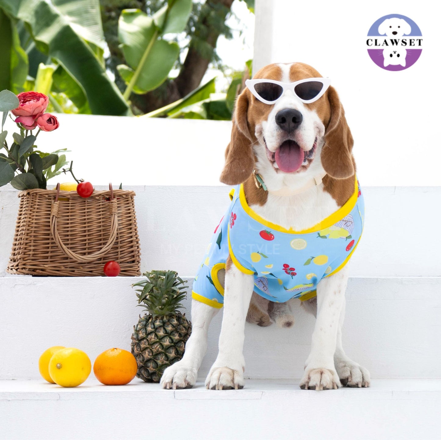 Clawset - Pet Activewear - Italian Summer - Lemon Blue
